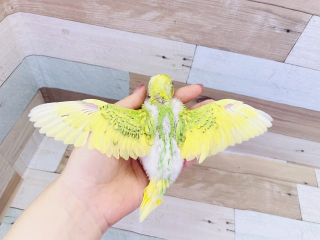 セキセイインコ