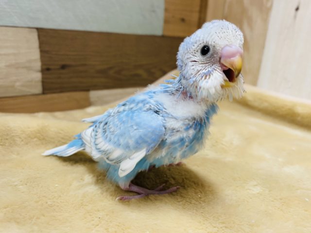 セキセイインコ