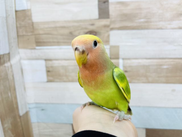 コザクラインコ（小桜インコ）