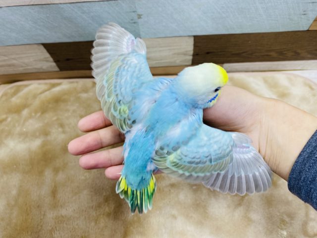 セキセイインコ