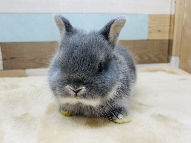 ネザーランドドワーフ