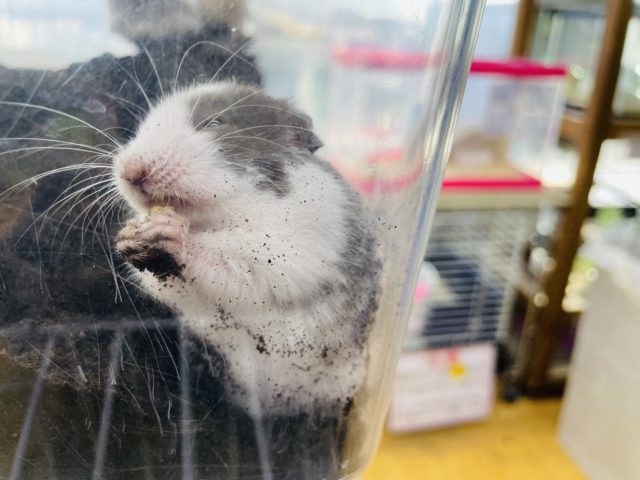 ゴールデンハムスター