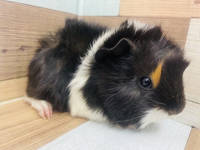 アビシニアンモルモット