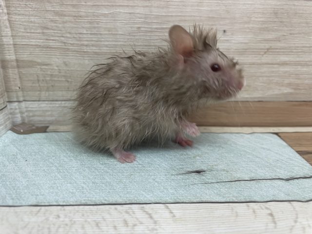 ゴールデンハムスター