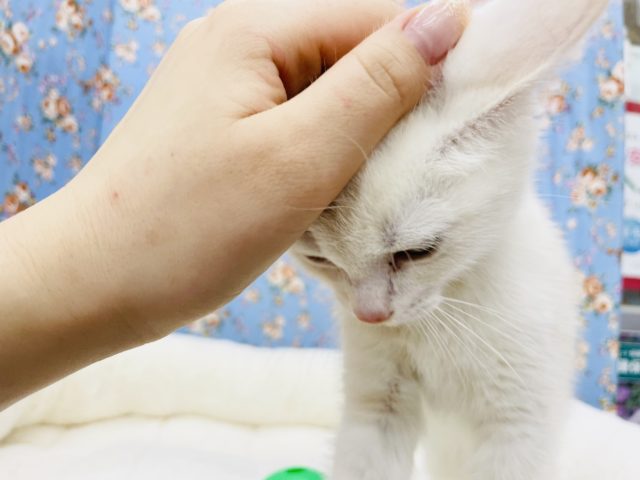 スコティッシュフォールド