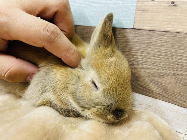 ネザーランドドワーフ