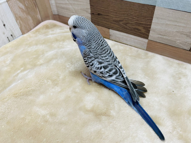 ジャンボセキセイインコ