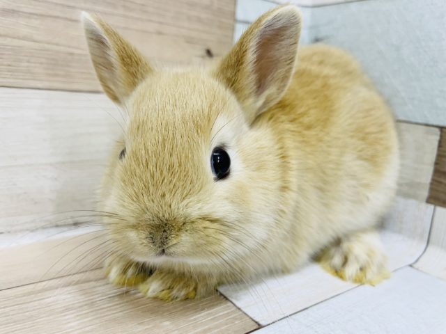 ネザーランドドワーフ