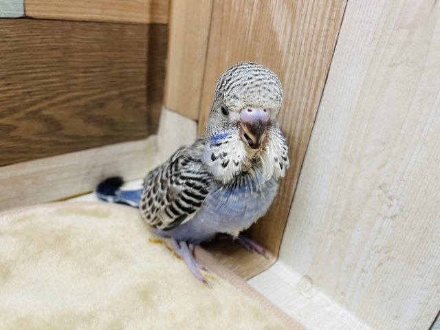 ジャンボセキセイインコ