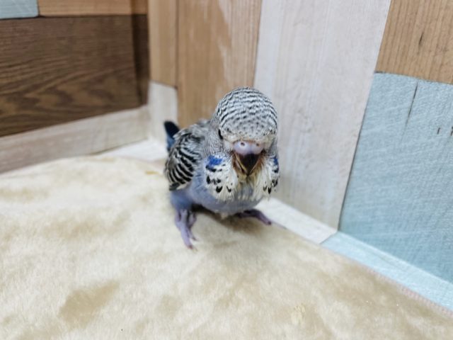 ジャンボセキセイインコ