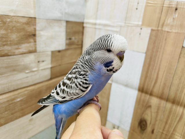 ジャンボセキセイインコ