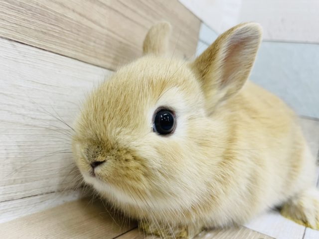 ネザーランドドワーフ