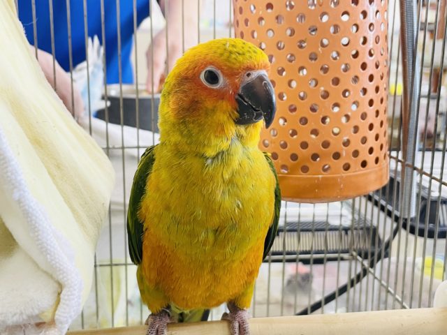 コガネメキシコインコ