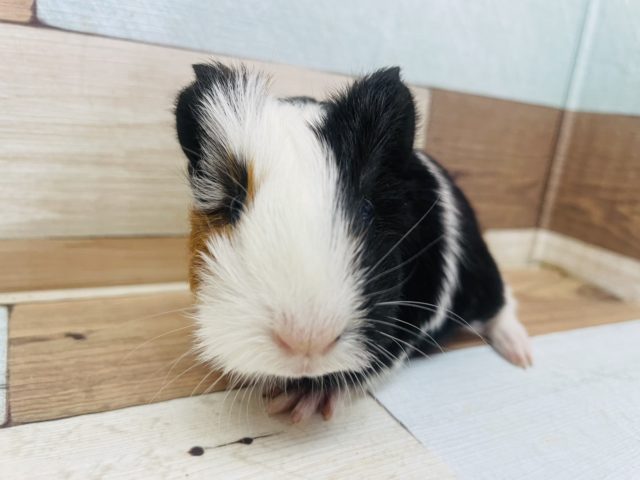 イングリッシュモルモット