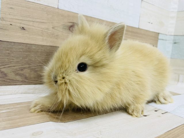 ライオンラビット