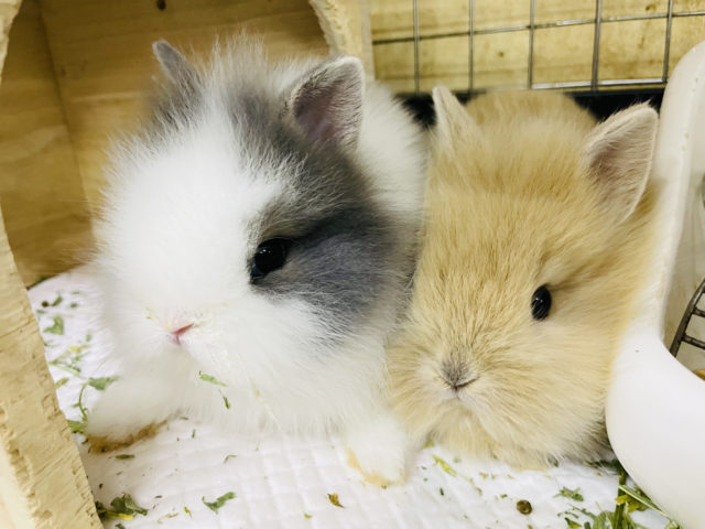 ライオンラビット