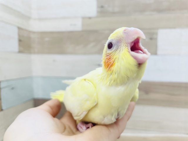オカメインコ