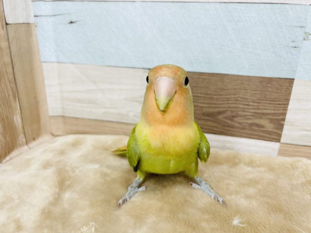 コザクラインコ（小桜インコ）