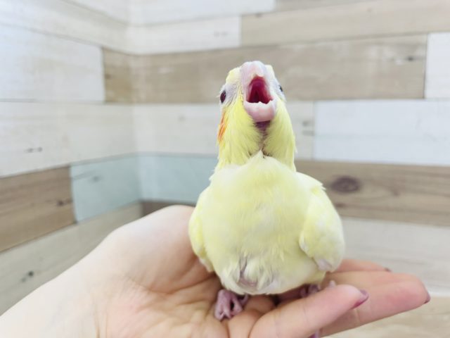 オカメインコ