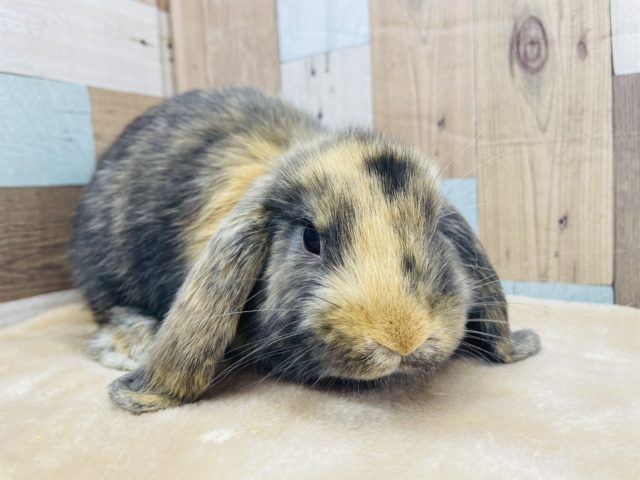 ロップイヤーラビット