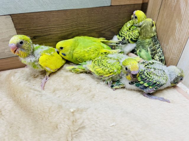 セキセイインコ