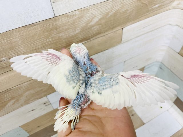 梵天セキセイインコ