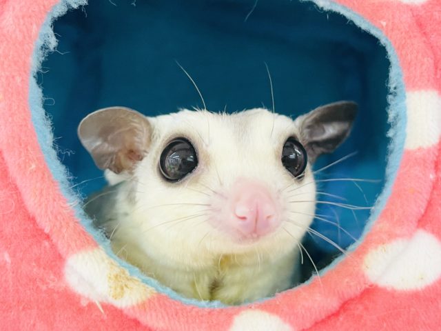 フクロモモンガ