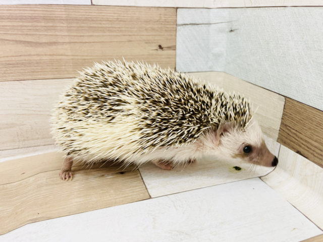 抱っこできちゃう♥️ヨツユビハリネズミちゃん! ハリネズミ(ヨツユビハリネズミ)