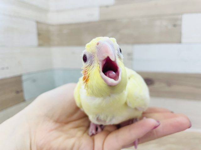 オカメインコ