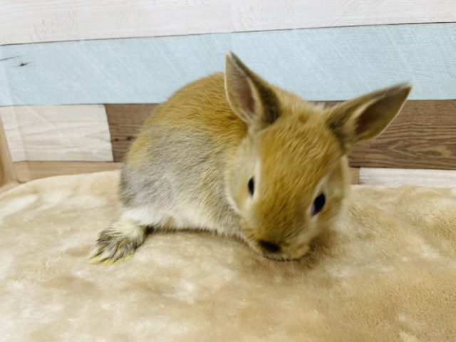 ネザーランドドワーフ