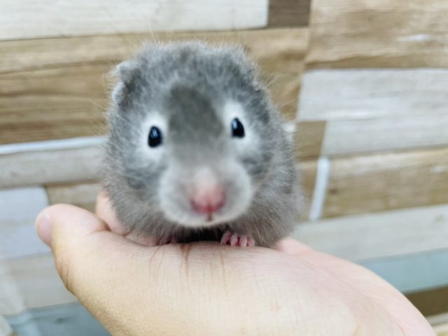 ゴールデンハムスター