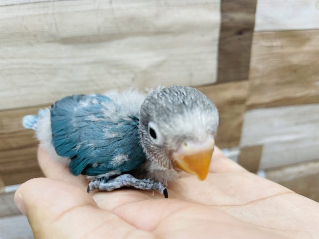 ボタンインコ