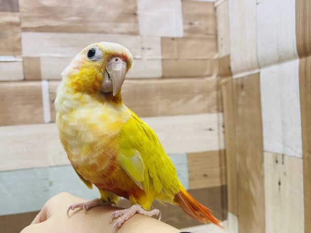 ホオミドリウロコインコ