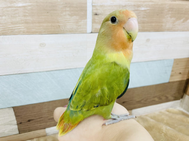 コザクラインコ（小桜インコ）