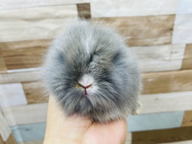 ライオンラビット