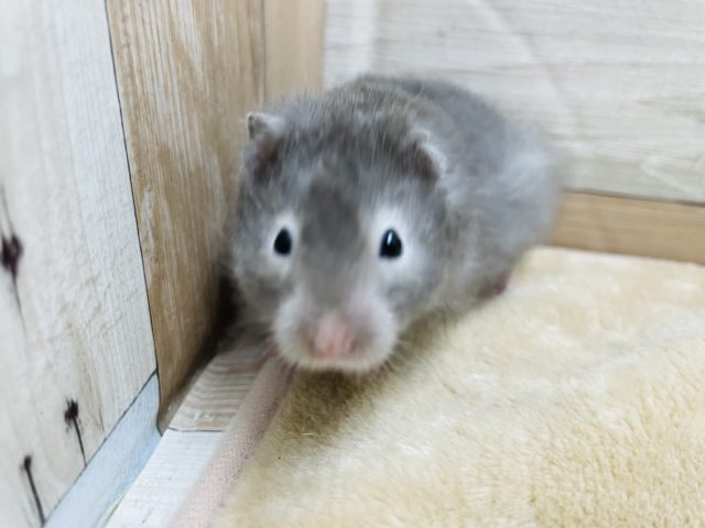 ゴールデンハムスター