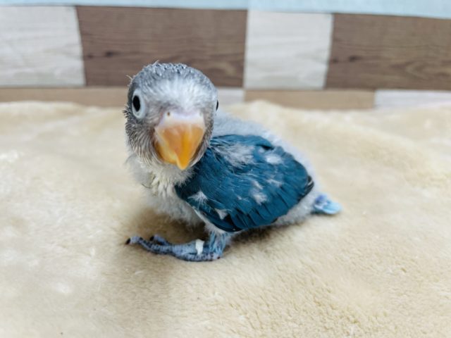 ボタンインコ