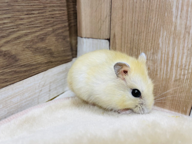 ジャンガリアン