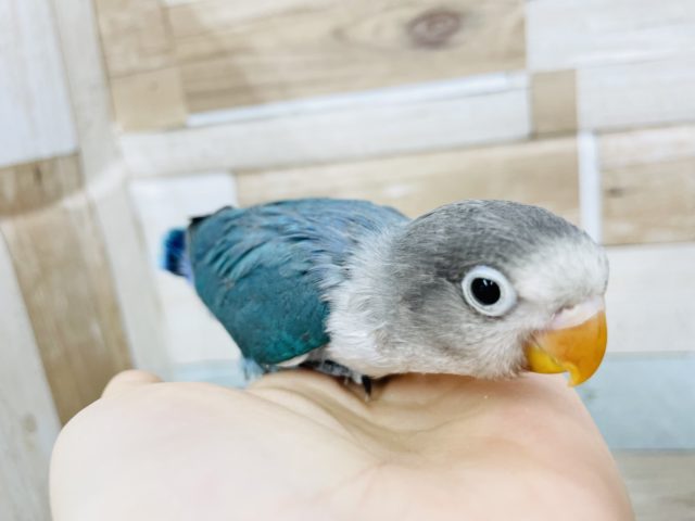 ボタンインコ