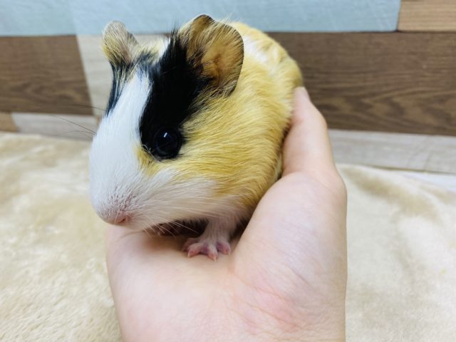 イングリッシュモルモット