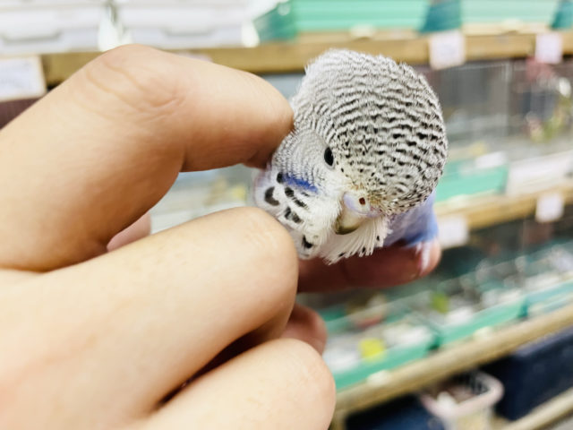 ジャンボセキセイインコ