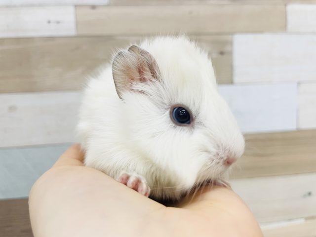 アビシニアンモルモット