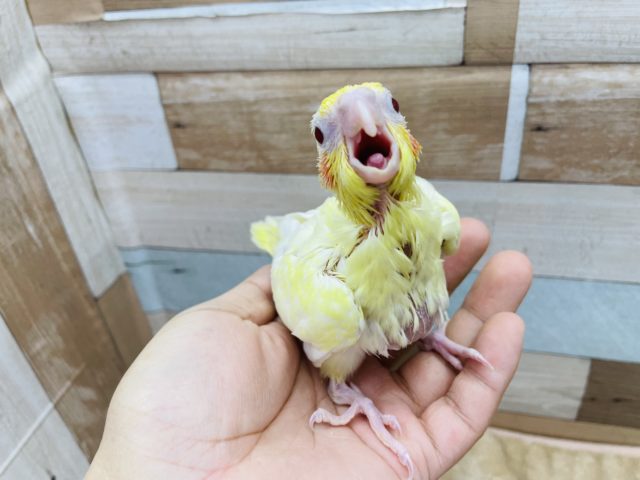 オカメインコ