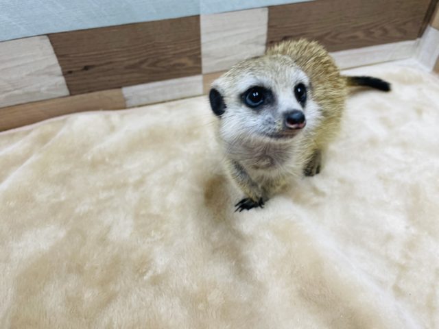 ミーアキャット