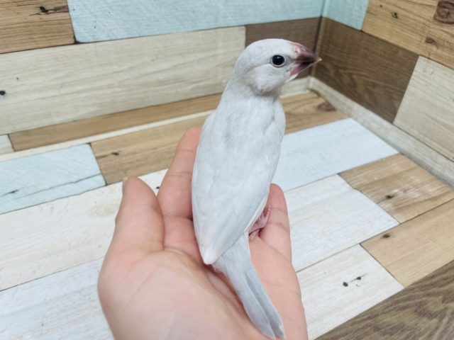 シルバー文鳥