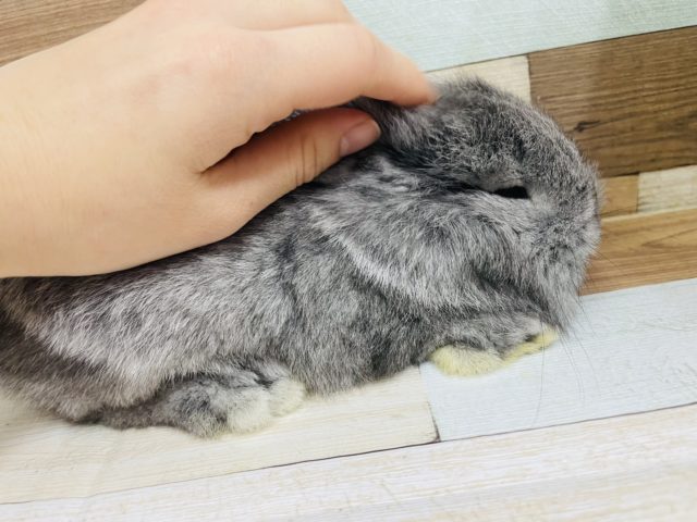 ロップイヤーラビット