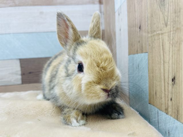 ネザーランドドワーフ