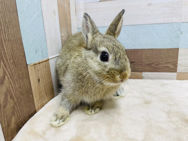 ネザーランドドワーフ