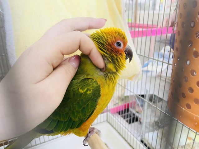 コガネメキシコインコ