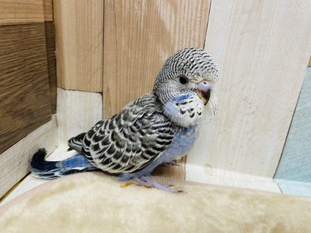 ジャンボセキセイインコ